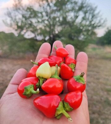 Heart ( srce) Cili papricica