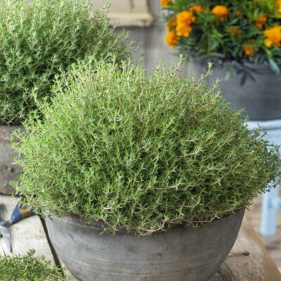 Timijan (Thymus vulgaris)