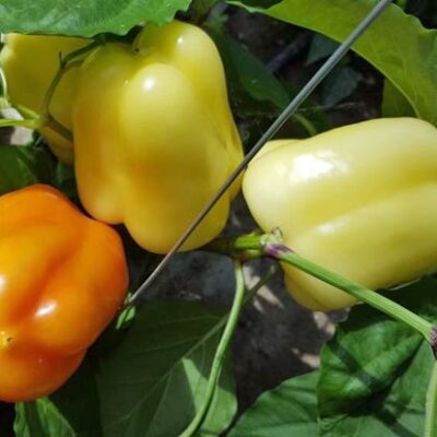 Paprika Babura Soroksari