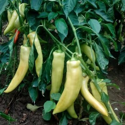Paprika Varadinska Bela