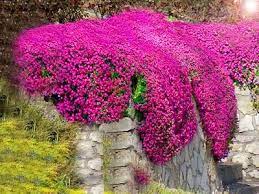 Aubrecija (Aubrieta Nana Compacta) 100 sem