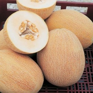 Dinja Ananas
