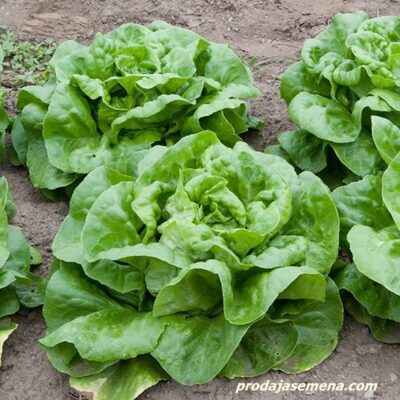 Salata Atrakcija