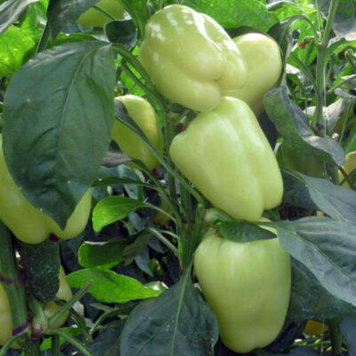 Bela Babura Boni