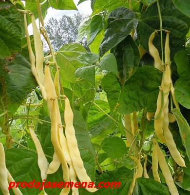 Boranija Rana Meraviglija (visoka)