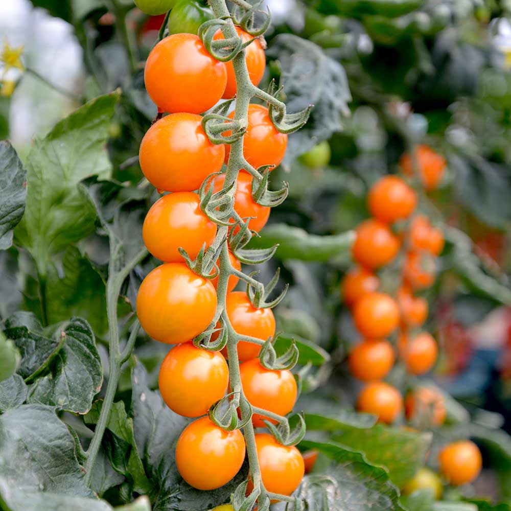 Chery-Čeri Tresnja Orange