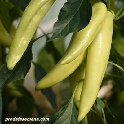 Ekstaza Slatka Paprika(Vrlo rana)