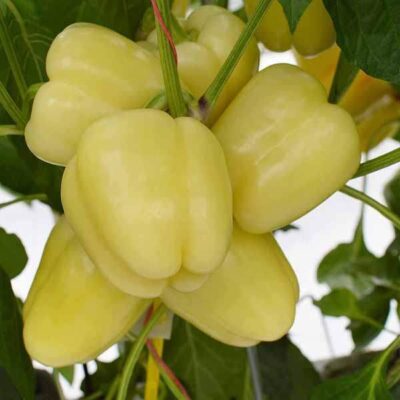 Paprika Sofija(srednje rana)