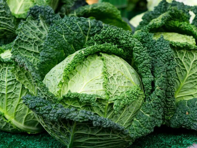Kelj glavičasti zeleni (srednje vegetacije)