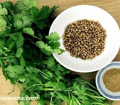 Korijander (Coriandrum sativum)