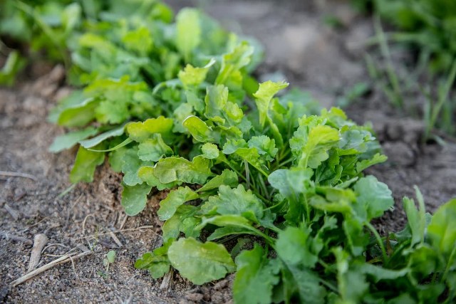 Kres Salata (pikant)