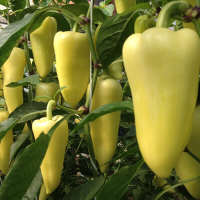 Madjarska Paprika Hibrid