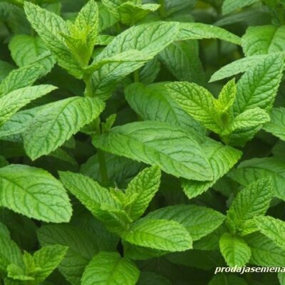 Menta/ pitoma nana