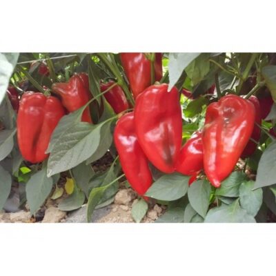 Paprika Palanacko Cudo