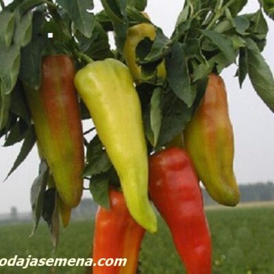 Paprika Zupska Rana
