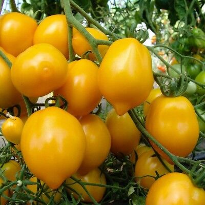 Tomato Citrina@Limun paradajz