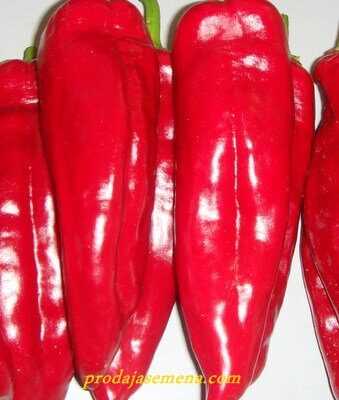 Marconi Paprika