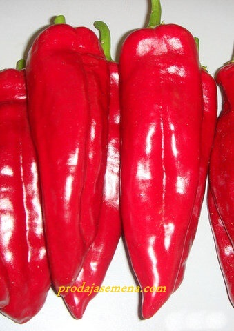Marconi Paprika