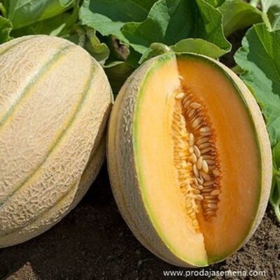 Melon Hibrid 15 F1