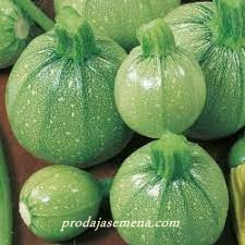 TikvIca Okrugla zelena cukni (rana sorta )