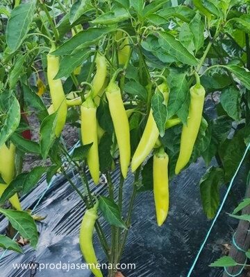 Romana Ljuta papricica(rana)
