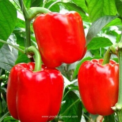 Paprika Kalifornisko Cudo