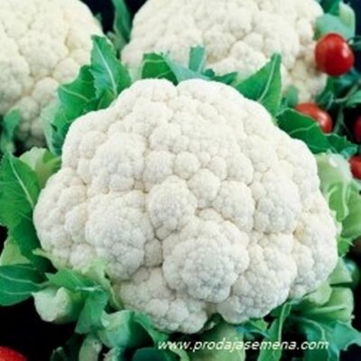 Karfiol Snežna grudva Snowball (srednje-kasni)