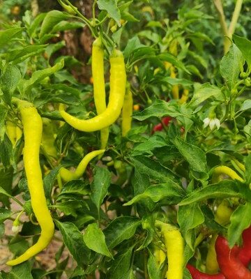 Paprika Ljuta Šipka