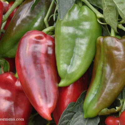 Paprika Slonova Noga