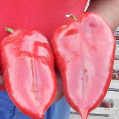 Slonovo Uvo Paprika