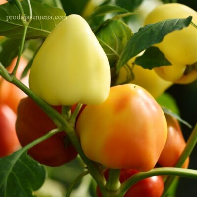 Paprika Somborka