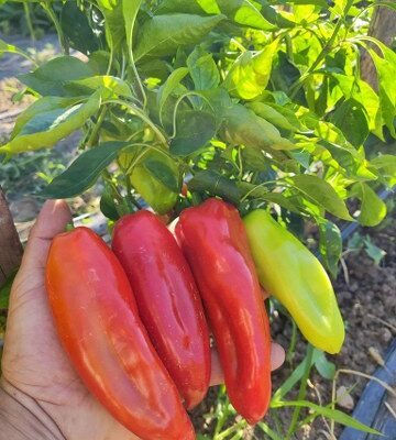 Paprika Strizanka