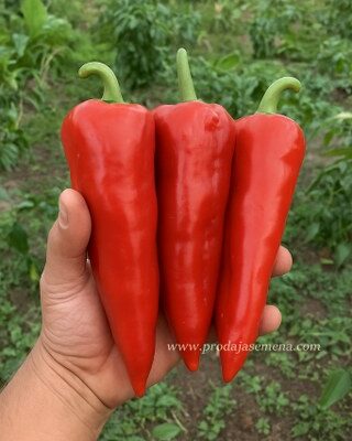 Paprika Moravska Kapija