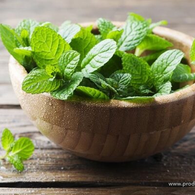 Menta/ pitoma nana