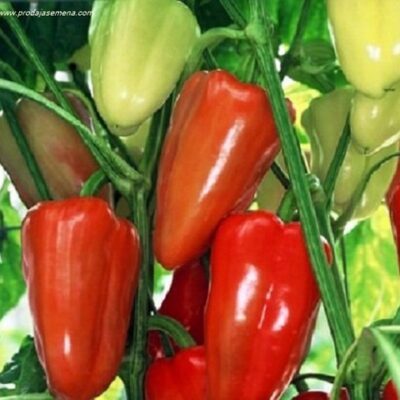 Paprika Devetka-Srednje rana sorta, slatka i ukusna