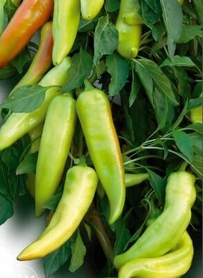 Paprika Romansa (ekstra rana)