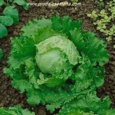 Salata Great Lakes (Iceberg)