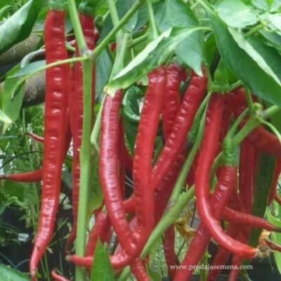 Domaća duga slatka začinska paprika (18 cm)