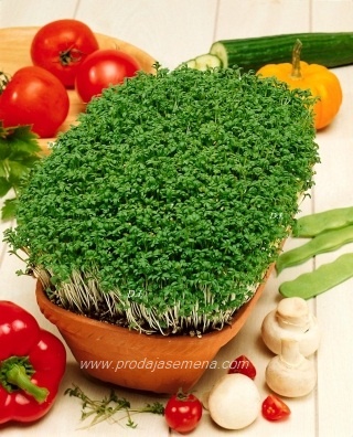 Kres Salata (pikant)