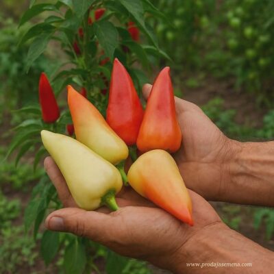 Mačvanka Paprika