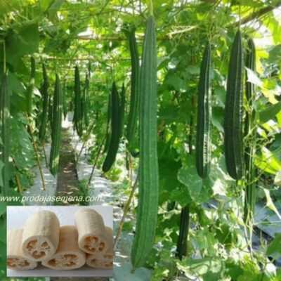 Lufa (Luffa cylindrica)