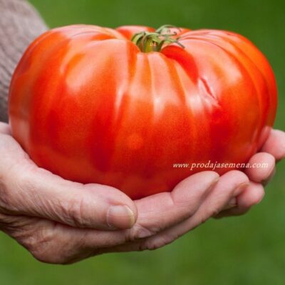 Crveni Gigant Paradajz