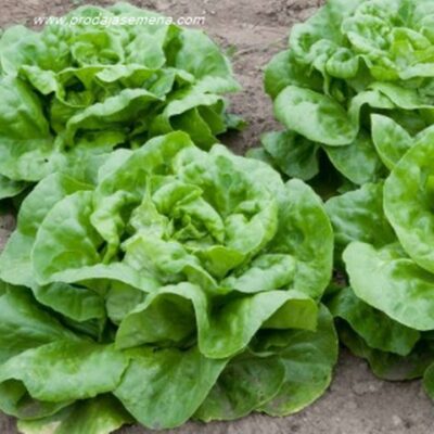 Zimska Salata Puterica Nansen