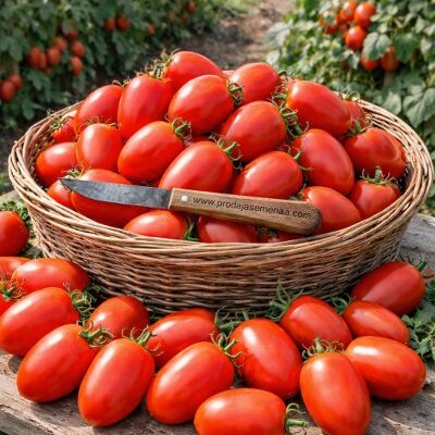 Domaći Šljivar Paradajz