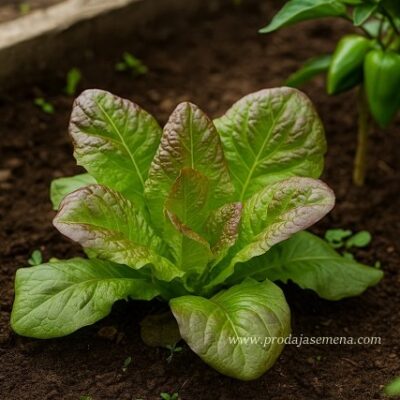 Salata Viola zeleno & crvena otporna, krupnih listova
