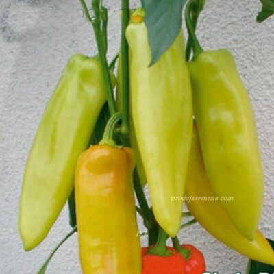 Paprika Skala (rana)