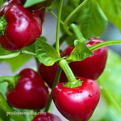 Okrugla ljuta zacinska papričica (rod charapite)