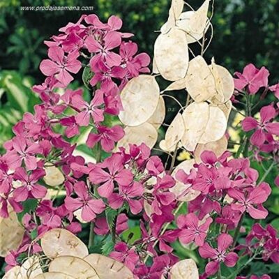 LUNARIJA Silver Dollar (Lunaria annua)
