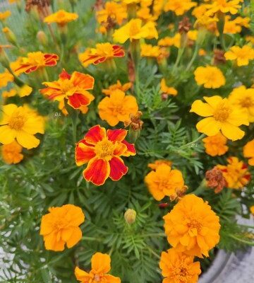 Tagetes Mix Kadifa