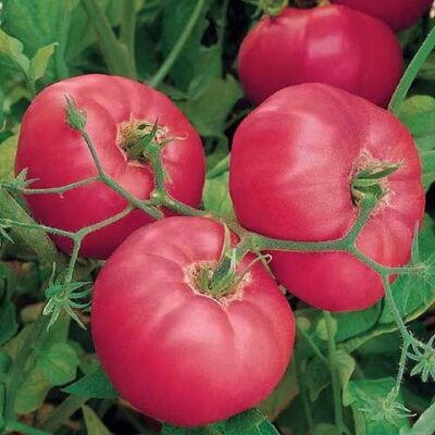 Domaći Roze Krupni paradajz